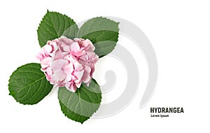 Pink flower of hydrangea isolated on a white background