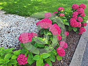 The pink flower hydrangea macrophylla or hydrangea ardorescens