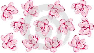 Pink flower illustration on white background