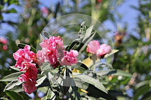 Pink Flower imagin bali foto photo