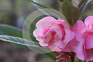 pink flower of Impatiens balsamina