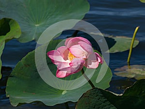 Pink flower of Indian or sacred lotus, Nelumbo nucifera, close-up in wild, selective focus, shallow DOF