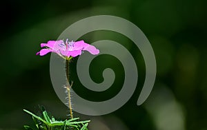 Pink flower and insect beetle