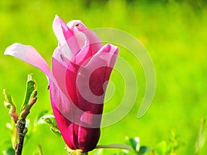 Pink Flower with insects and green background photo