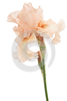 Pink flower of iris, isolated on white background