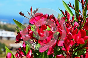 Pink flower on the island of Rhodes. photo