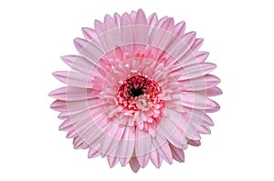 Pink flower Isolate White background