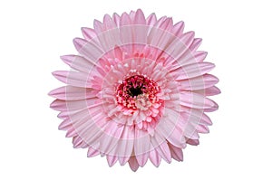 Pink flower Isolate White background photo
