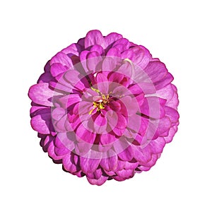 Pink flower isolated