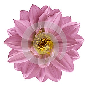 Pink flower on isolated white isolated background with clipping path. Closeup. Beautiful Pink flower for design. Dahlia.