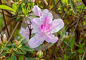 Pink flower Japanese garden Hermann Park Houston USA