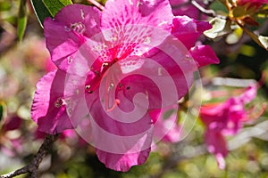 Pink flower Japanese Gardens Buenos Aires