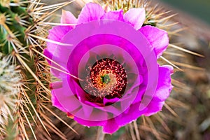 Pink Flower on Lace Hedgehog Cactus Closeup