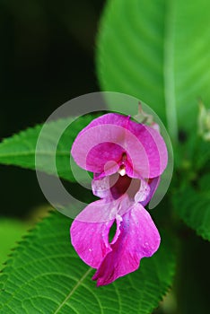 Pink flower ladies'-slipper