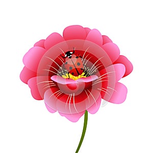 Pink flower with a ladybug.