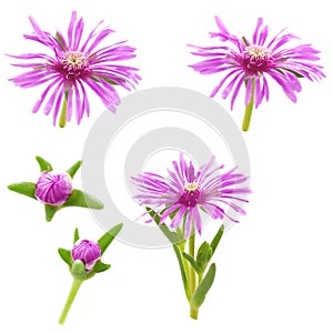 Flower of lampranthus on a white background