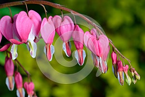 Pink flower. Lamprocapnos/Dicentra-Bleeding Heart