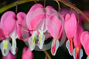 Pink flower. Lamprocapnos/Dicentra-Bleeding Heart