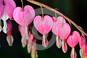 Pink flower. Lamprocapnos/Dicentra-Bleeding Heart