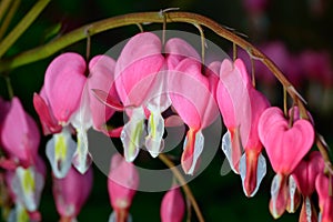 Pink flower. Lamprocapnos/Dicentra-Bleeding Heart