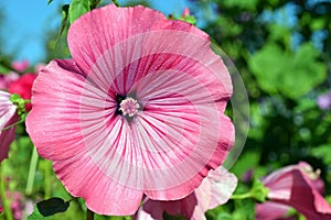 Pink flower of Lavatera trimestris, silver cup.