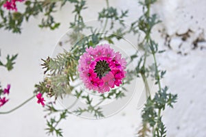 Pink flower and leafs deatil photo on grey background