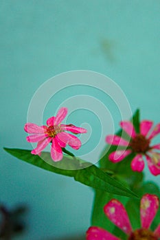 Pink flower with leaves