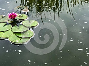 Pink flower on lilypad in water background