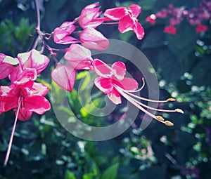 Fuchsia magenta bright flowers with long stamens