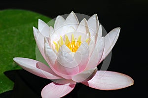 Pink flower of a lotus