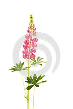 Pink flower lupine