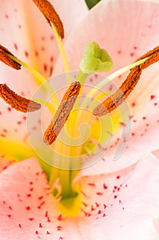 Pink flower macro