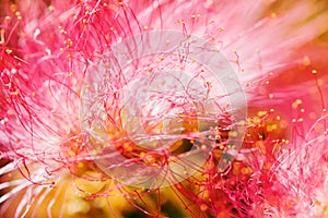 Pink flower macro close up,