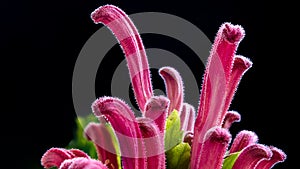 Pink flower macro