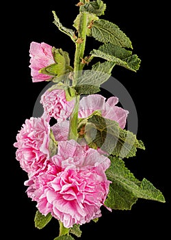 Pink flower of mallow, isolated on black background