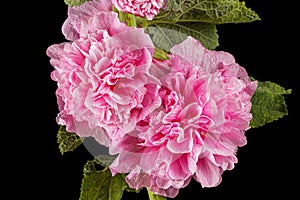 Pink flower of mallow, isolated on black background