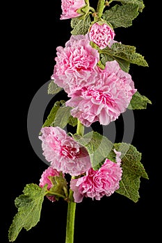 Pink flower of mallow, isolated on black background