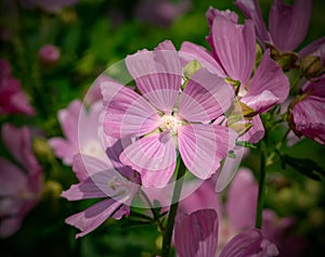 A Pink flower Malva Moschata