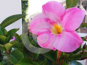 Pink flower Mandevilla laxa or Mandevilla sanderi