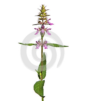 Pink flower of Marsh woundwort isolated on white, Stachys palustris