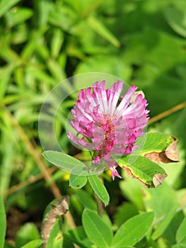 Pink flower in meadow