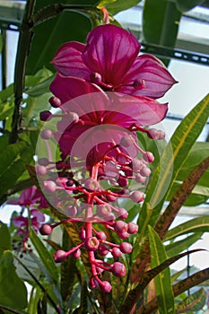 pink flower medinilla close-up