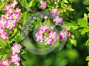 pink flower of midland hawthorn, English hawthorn (Crataegus laevigata) blooming in spring