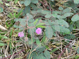 Pink flower of mimosa pudica plant