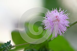 pink flower of Mimosa pudica or sensitive plant