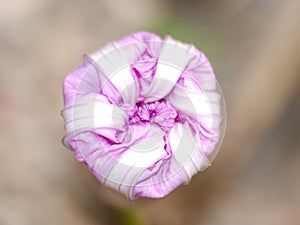 Pink flower morning glory