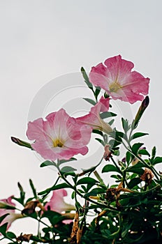 Pink flower on the morning, vintage and outdoor