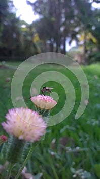 Pink flower and a mosquitoes