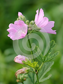 Pink flower of musk mallow or Malva moschata