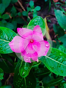Pink flower in my garden photo